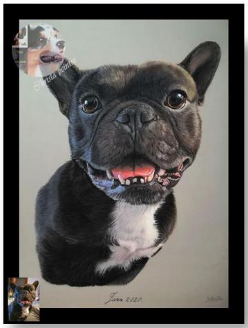 Bouledogues