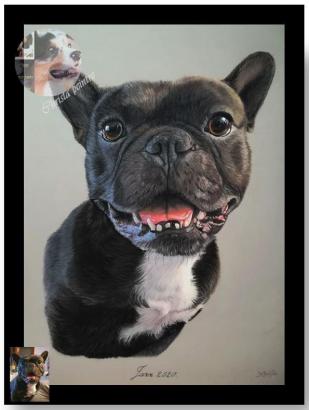 Bouledogues