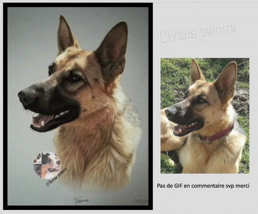 Berger allemand pastel
