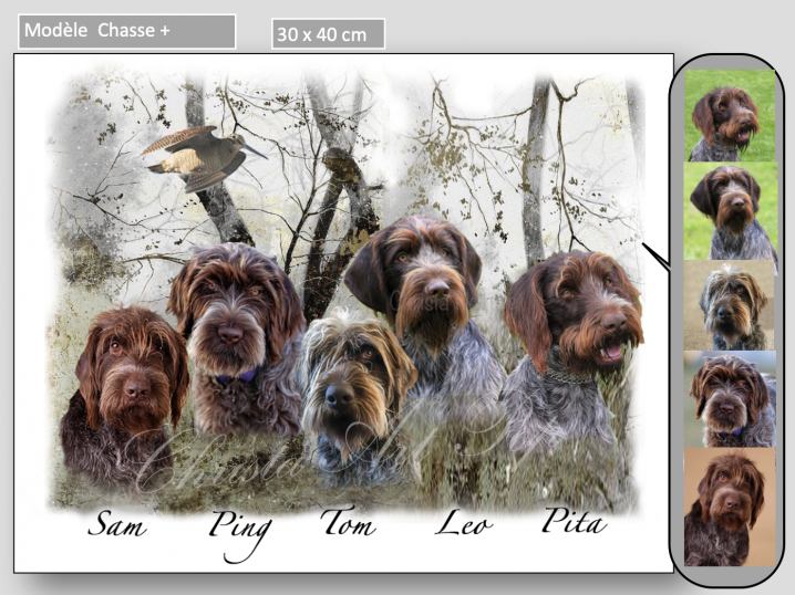 CHASSE +