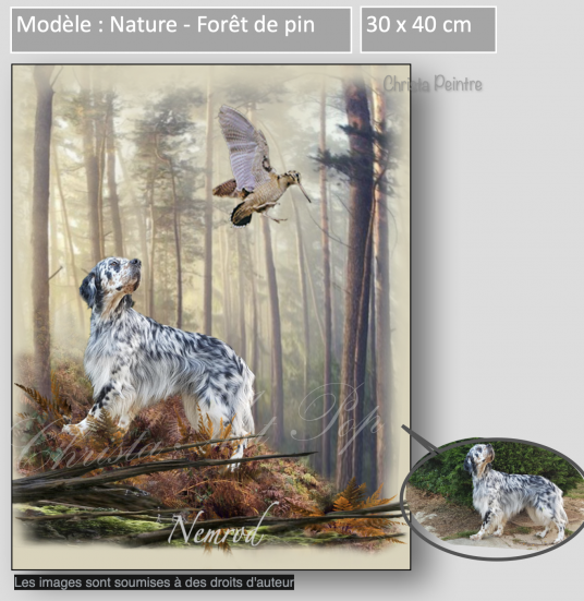 Forêt de pin
