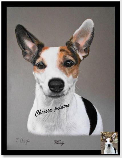 Jack russel 2