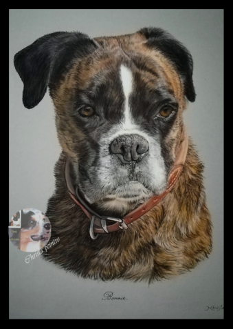 Boxer