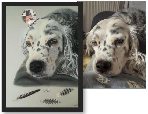 Setter little et plume be casse