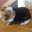 majestie28022016